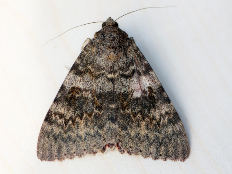 Catocala elocata, Erebidae